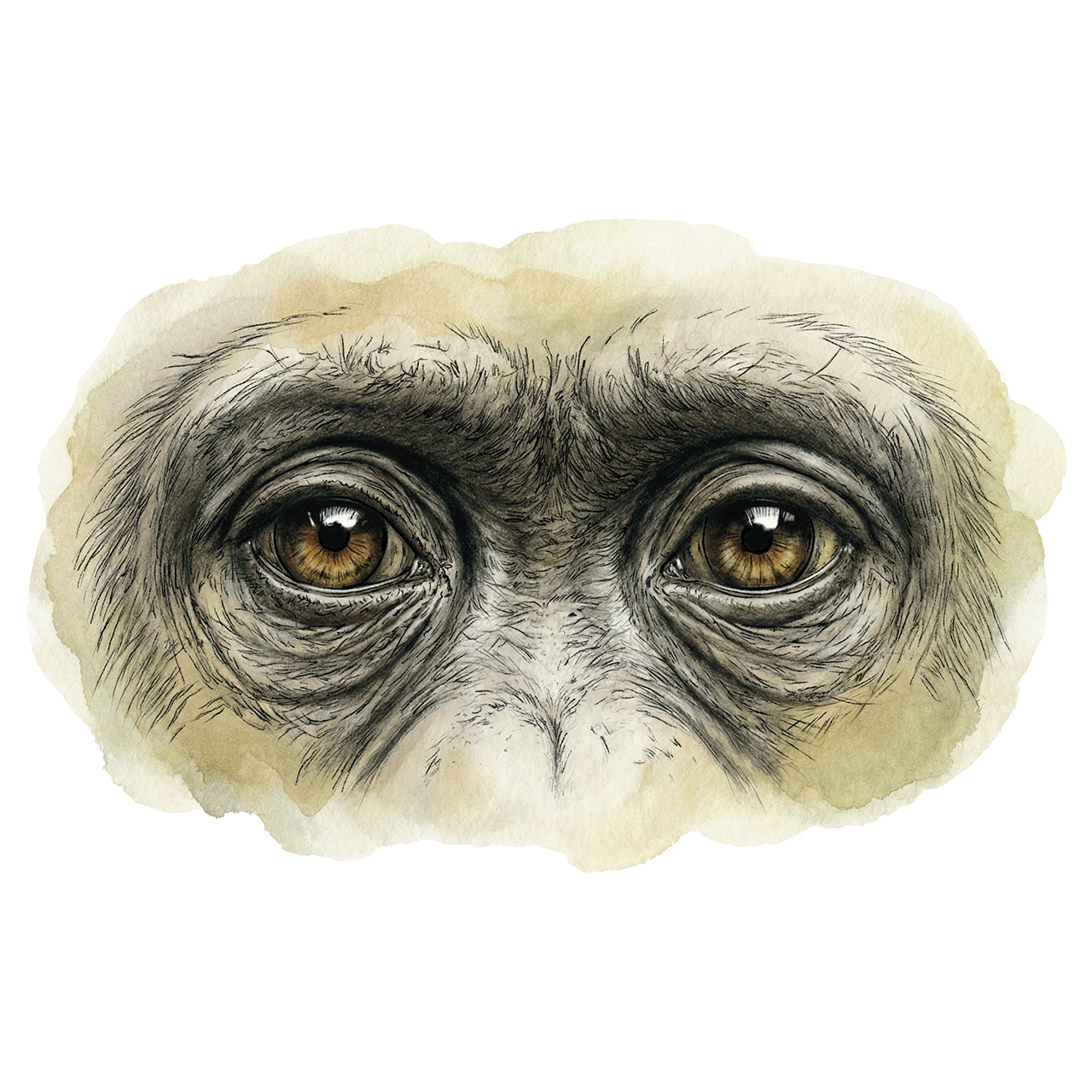Chimpanzee eyes